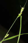 Eastern narrowleaf sedge